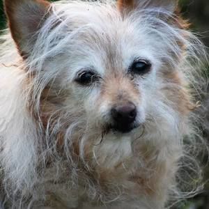 Meet your Posher, Pat